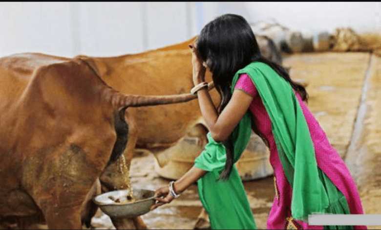 Urine is more expensive than cow's milk!